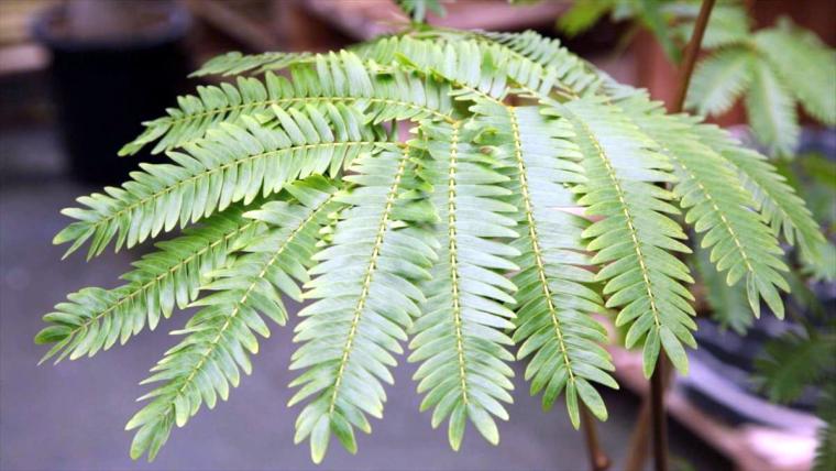 AoNoKi（アオノキ）