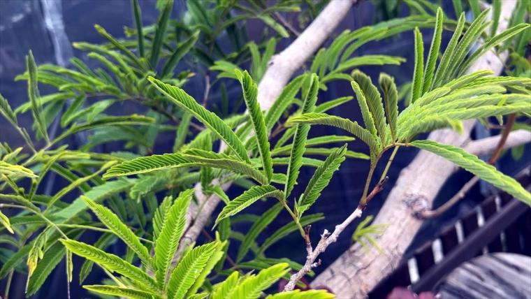 AoNoKi（アオノキ）