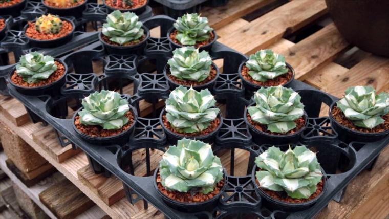 AoNoKi（アオノキ）