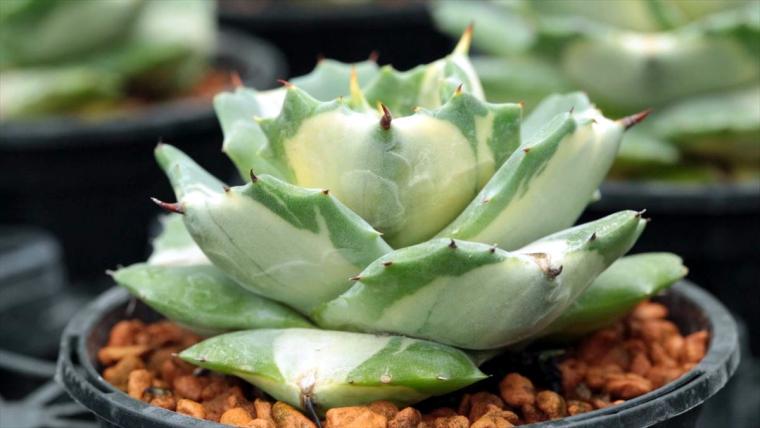 AoNoKi（アオノキ）