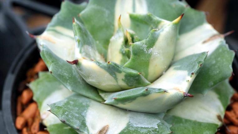 AoNoKi（アオノキ）