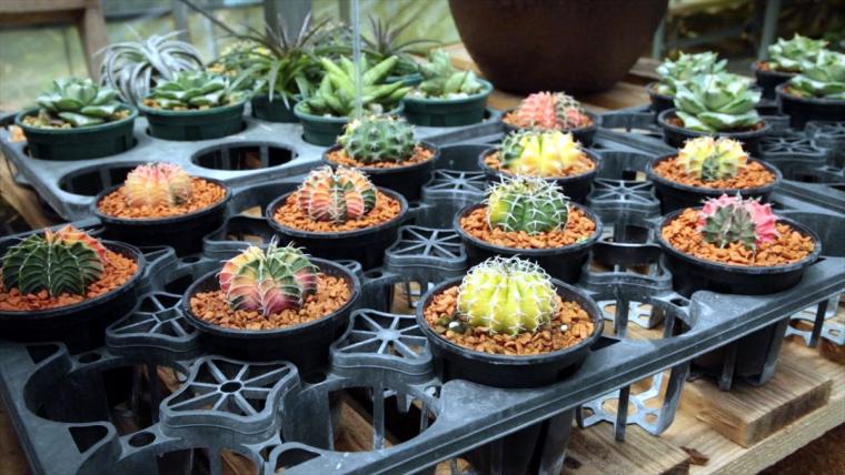 AoNoKi（アオノキ）