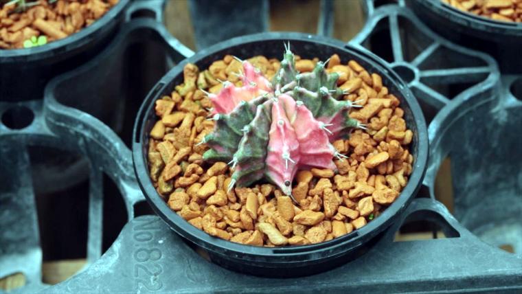 AoNoKi（アオノキ）