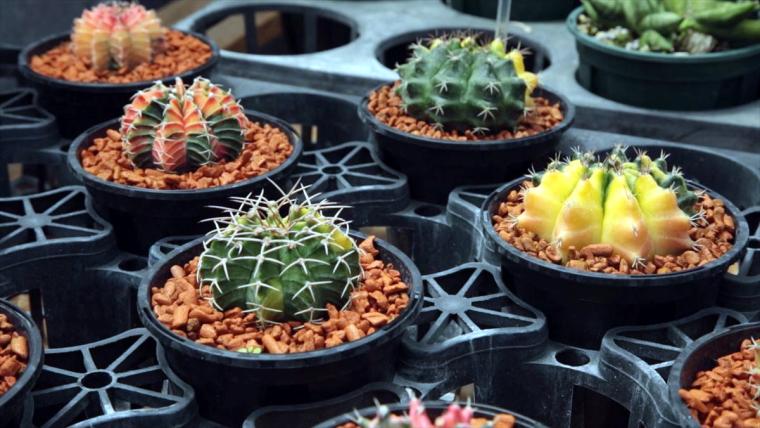 AoNoKi（アオノキ）