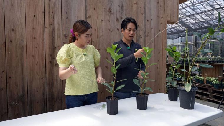 AoNoKi（アオノキ）