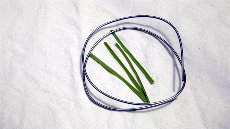 AoNoKi（アオノキ）