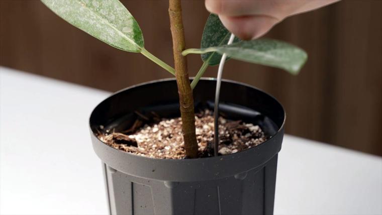 AoNoKi（アオノキ）