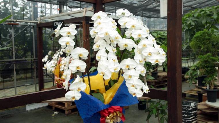 AoNoKi（アオノキ）