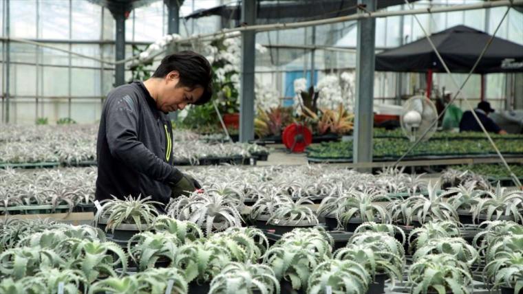 AoNoKi（アオノキ）