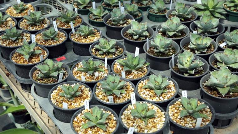 AoNoKi（アオノキ）