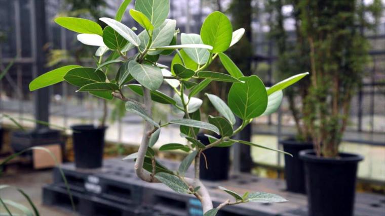 AoNoKi（アオノキ）