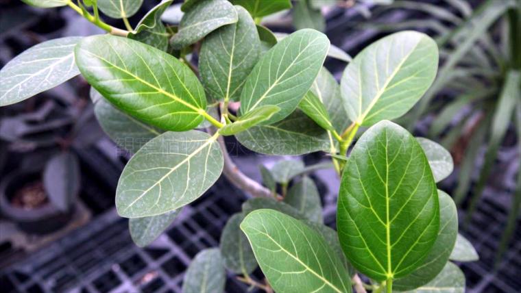 AoNoKi（アオノキ）