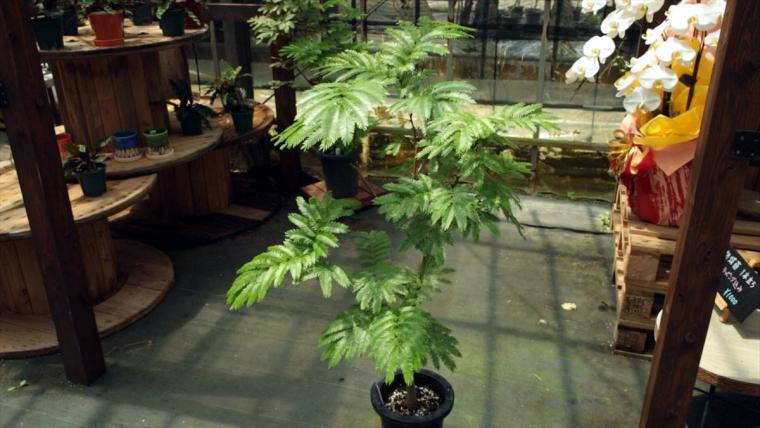 AoNoKi（アオノキ）