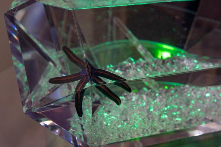 新江ノ島水族館「ジュエリウム」