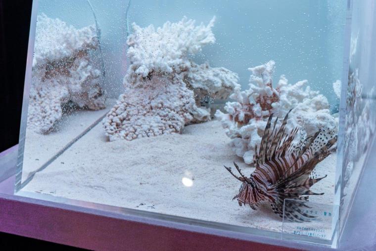 新江ノ島水族館「ジュエリウム」