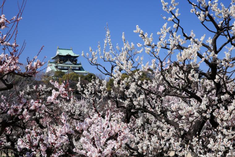 大阪城公園の梅林