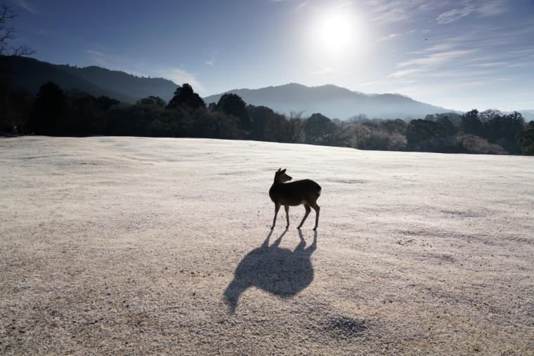 春日大社境内 火野