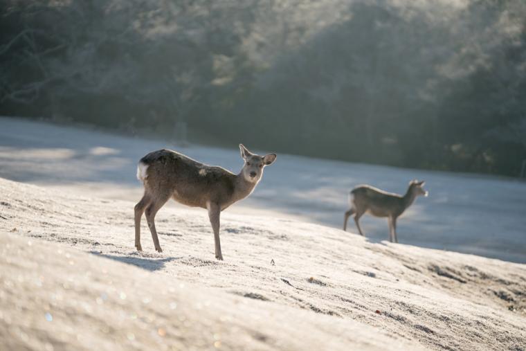 春日大社境内 飛火野