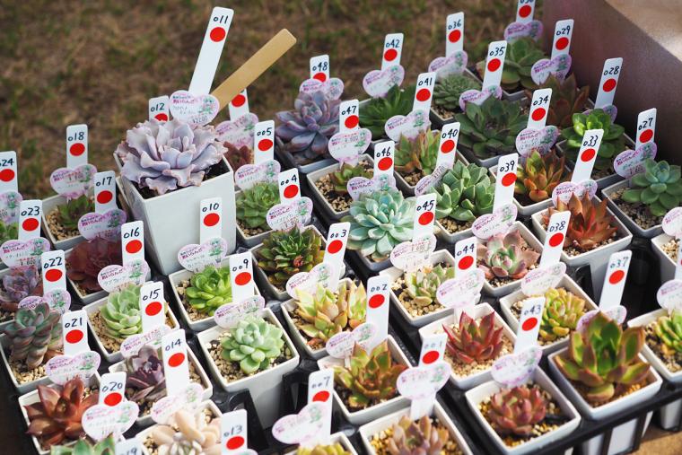 ナガシマファーム