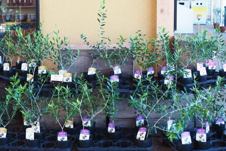 ナガシマファーム