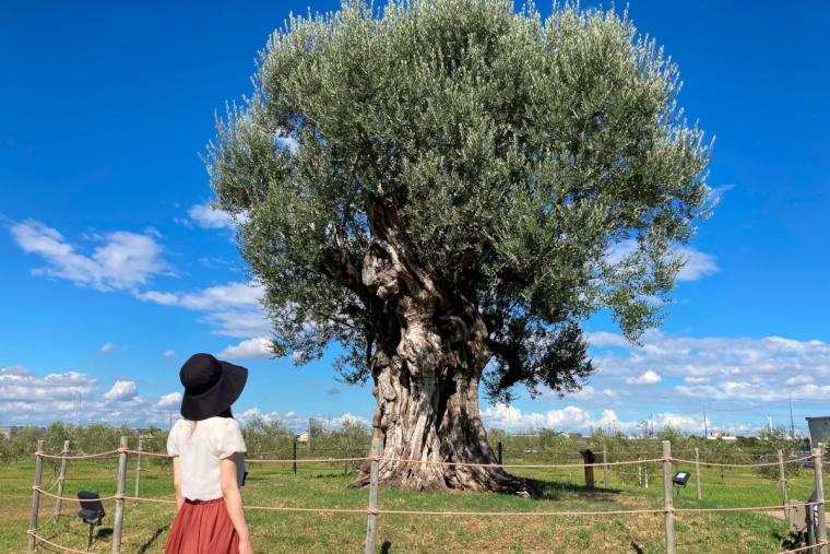 ナガシマファーム