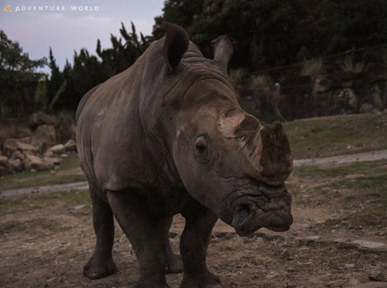 和歌山「アドベンチャーワールド」ナイトサファリハイキング