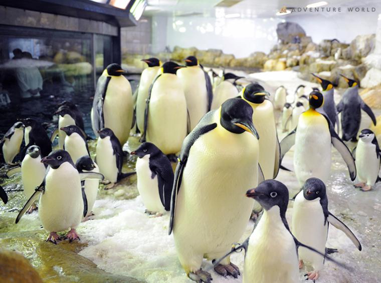 和歌山「アドベンチャーワールド」ペンギンツアー