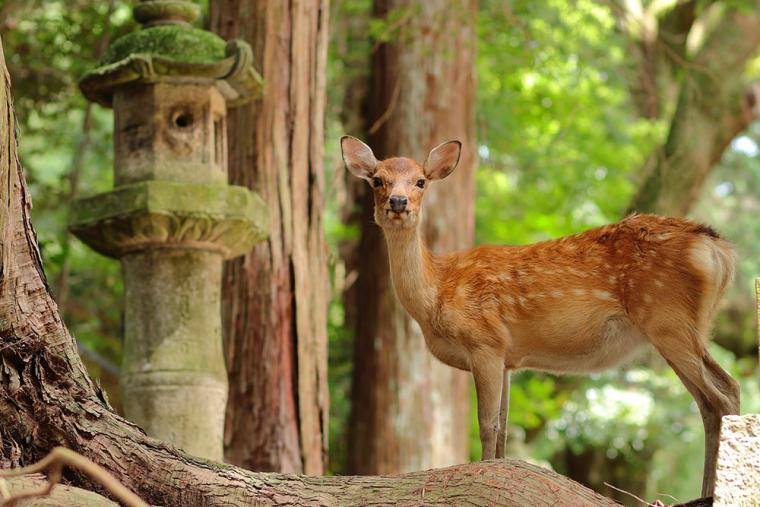 奈良公園