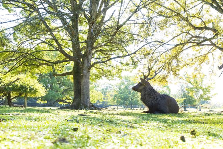 奈良公園 鹿