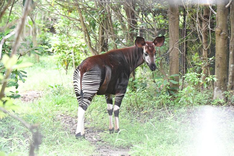 横浜観光　ズーラシア
