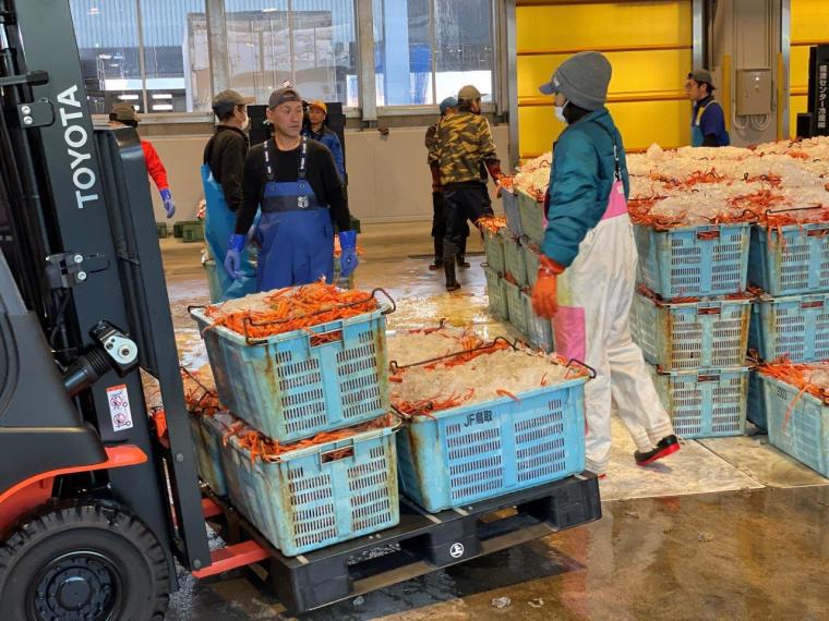 鳥取県境港市に日本唯一のベニズワイガニ専用市場が誕生！競り見学もできる超巨大施設に潜入