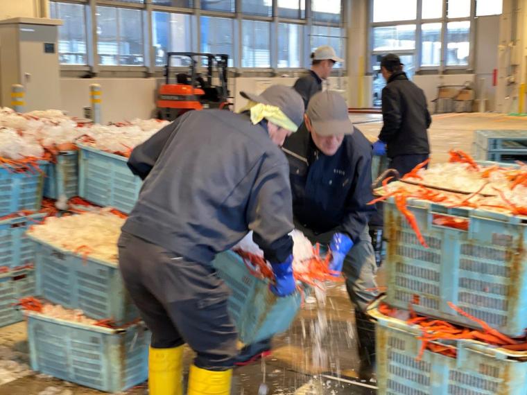 鳥取県境港市に日本唯一のベニズワイガニ専用市場が誕生！競り見学もできる超巨大施設に潜入