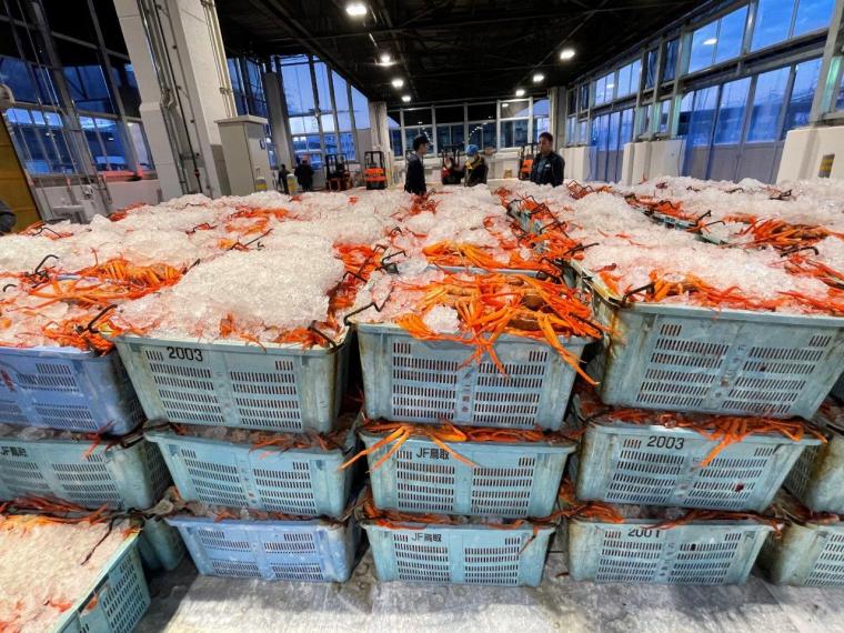 鳥取県境港市に日本唯一のベニズワイガニ専用市場が誕生！競り見学もできる超巨大施設に潜入