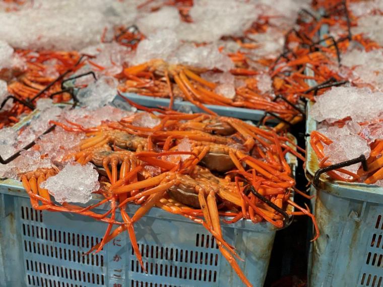 鳥取県境港市に日本唯一のベニズワイガニ専用市場が誕生！競り見学もできる超巨大施設に潜入