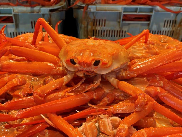 鳥取県境港市に日本唯一のベニズワイガニ専用市場が誕生！競り見学もできる超巨大施設に潜入