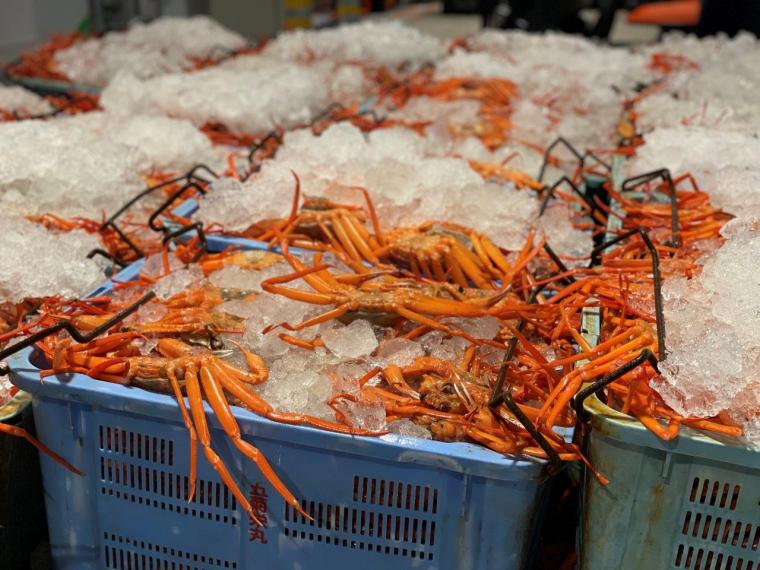 鳥取県境港市に日本唯一のベニズワイガニ専用市場が誕生！競り見学もできる超巨大施設に潜入