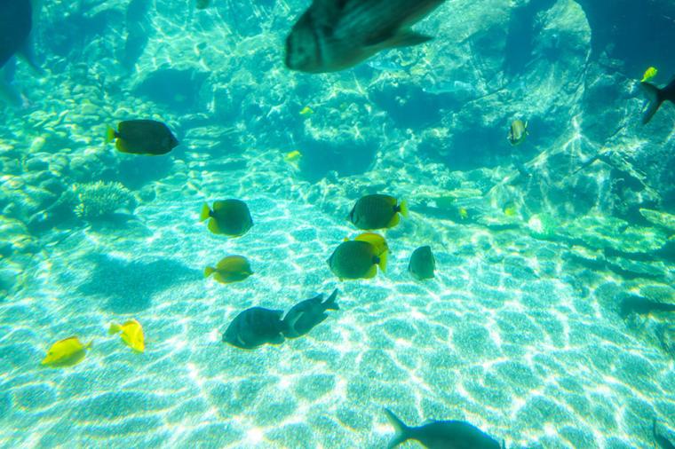 「アウラニ・ディズニー・リゾート＆スパ コオリナ・ハワイ」プール