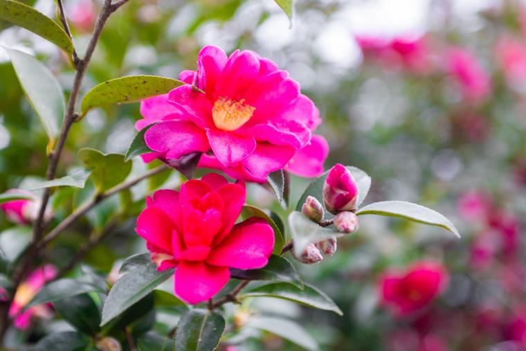 オーベルジュオーフ