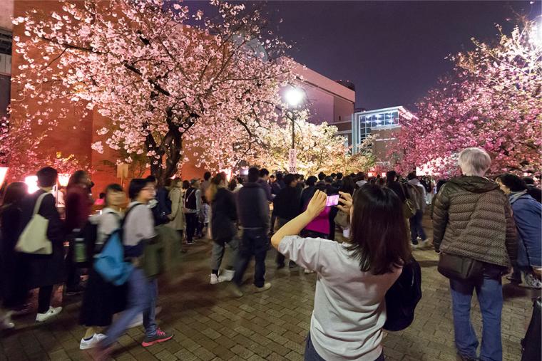 造幣局 桜の通り抜け