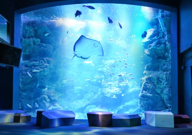 京都水族館「京の海」大水槽