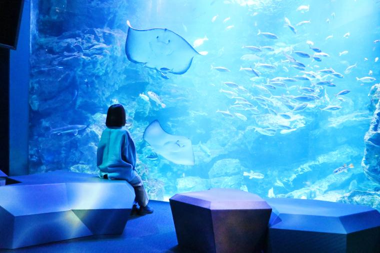 京都水族館「京の海」大水槽・擬岩ソファ
