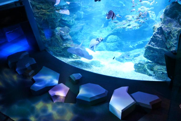 京都水族館「京の海」大水槽・映像演出