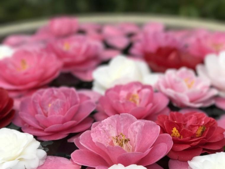 京都「霊鑑寺」の椿