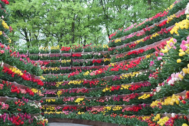 「となみチューリップフェア」花の大谷