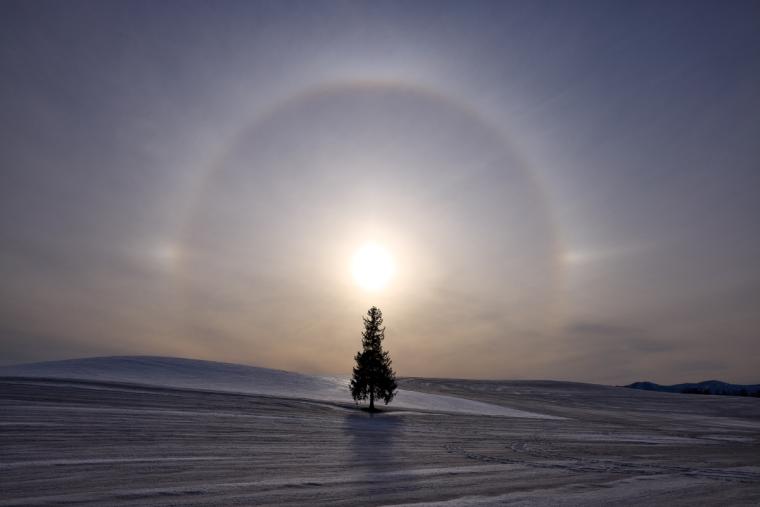 クリスマスツリーの木