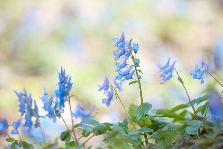 エゾエンゴサク