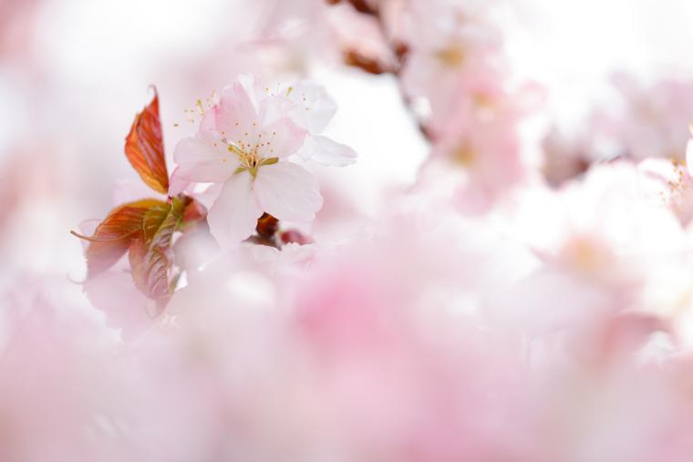 桜