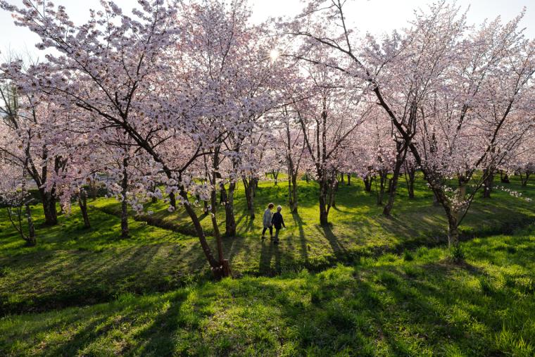 キトウシ森林公園の桜