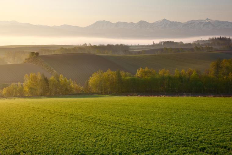 美瑛の丘