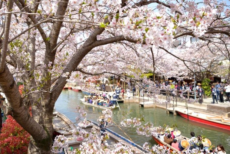 春の柳川川下り